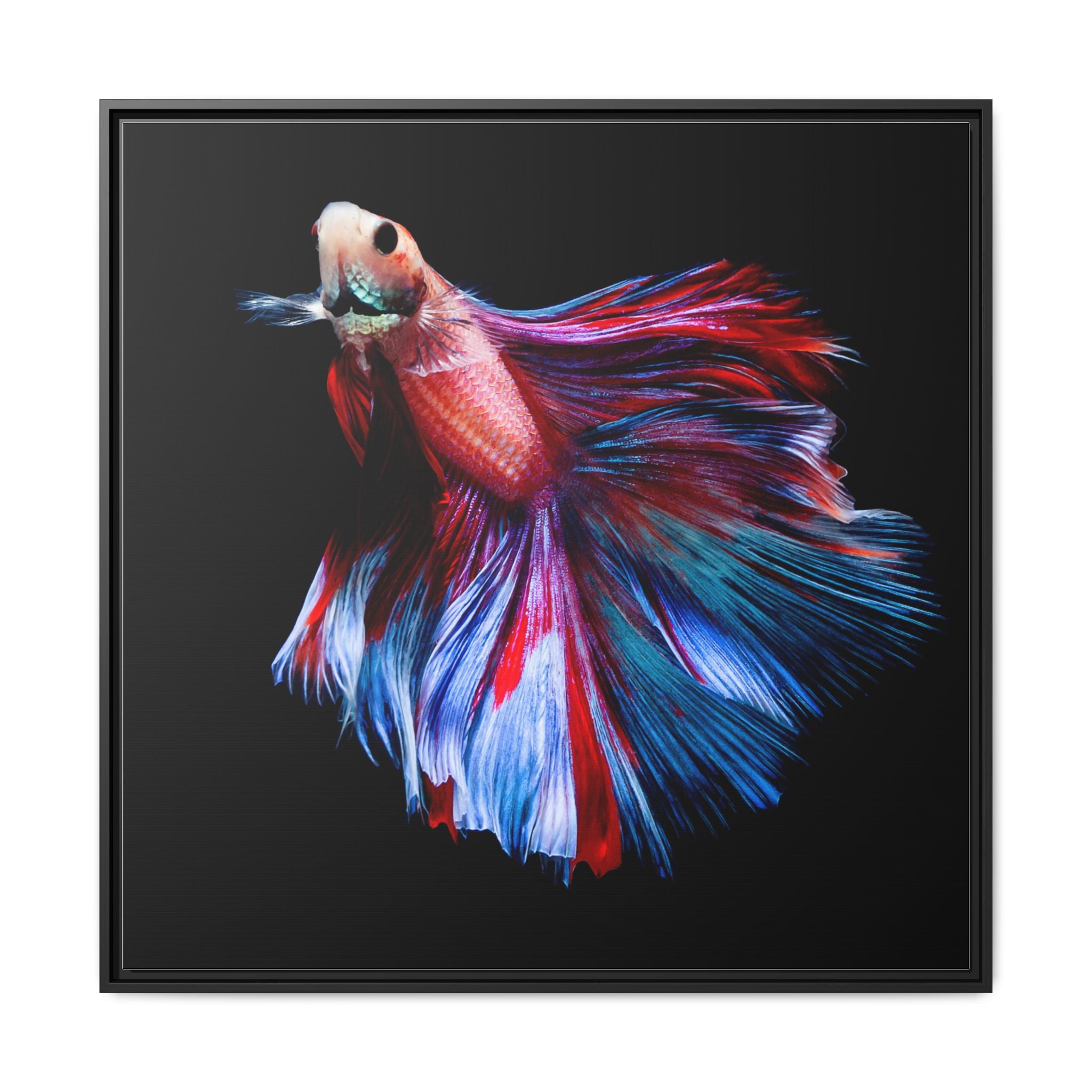 Framed Betta Fish Matte Canvas Print — Vibrant Red & Blue Aquarium Wall Art