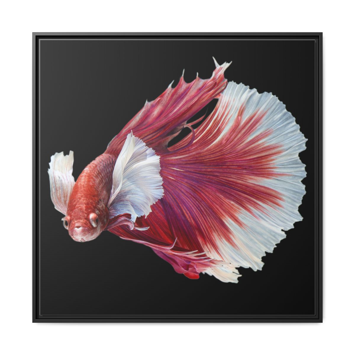 Betta Fish Matte Canvas Print — Framed Tropical Fish Wall Art
