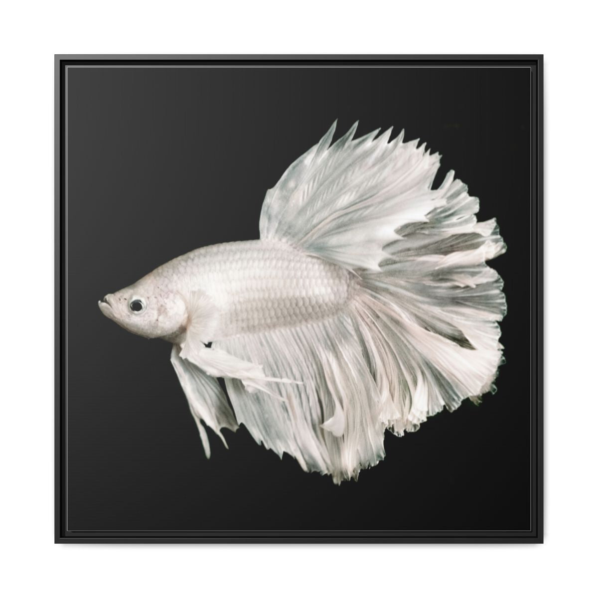 Framed Matte Canvas - White Betta Fish Wall Art